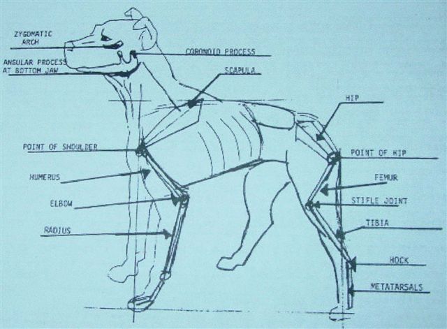 BREED HISTORY